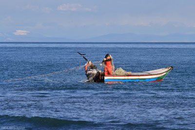 THE FISH MARKET